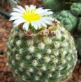 /album/kaktusy/pediocactus-knowltonii-800-jpg/